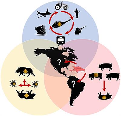 African swine fever virus: A re-emerging threat to the swine industry and food security in the Americas